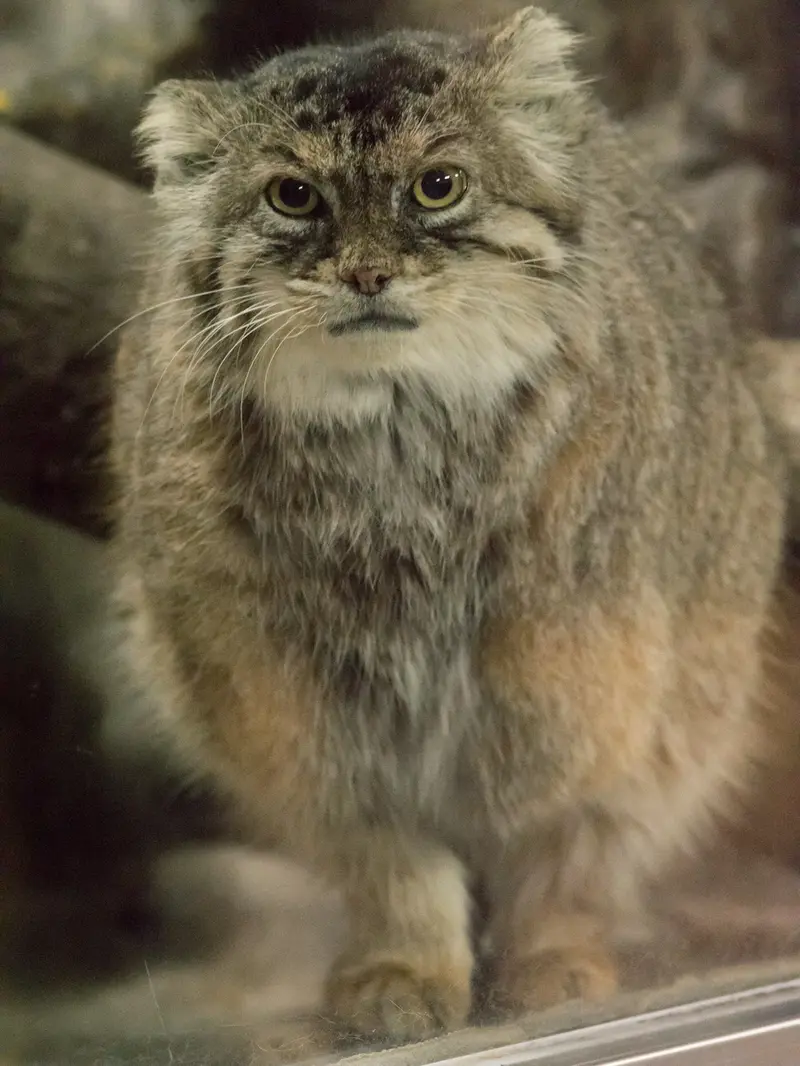 恩賜上野動物園のプリームラの写真