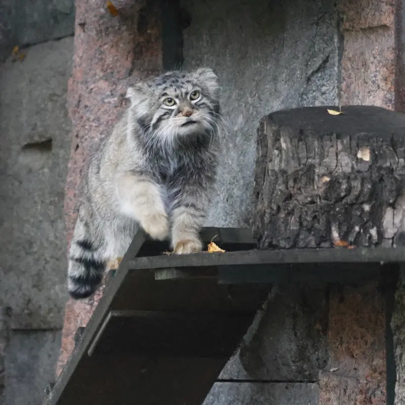 モスクワ動物園のティモフェイの写真