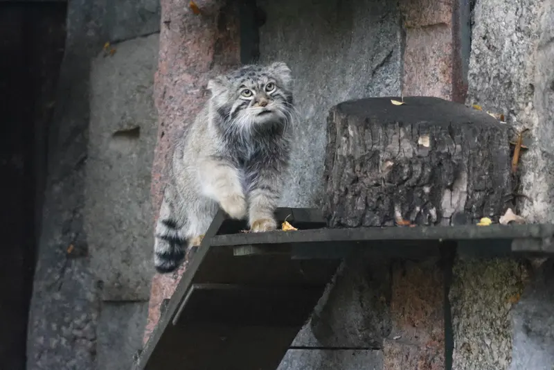 モスクワ動物園のティモフェイの写真