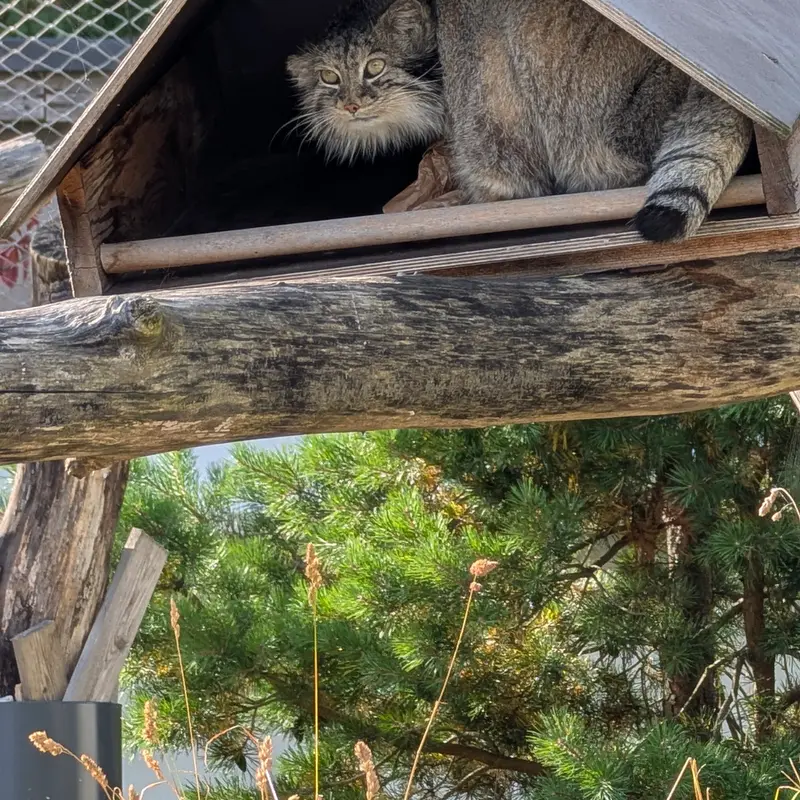 コルケアサーリ動物園のマヌルネコの写真