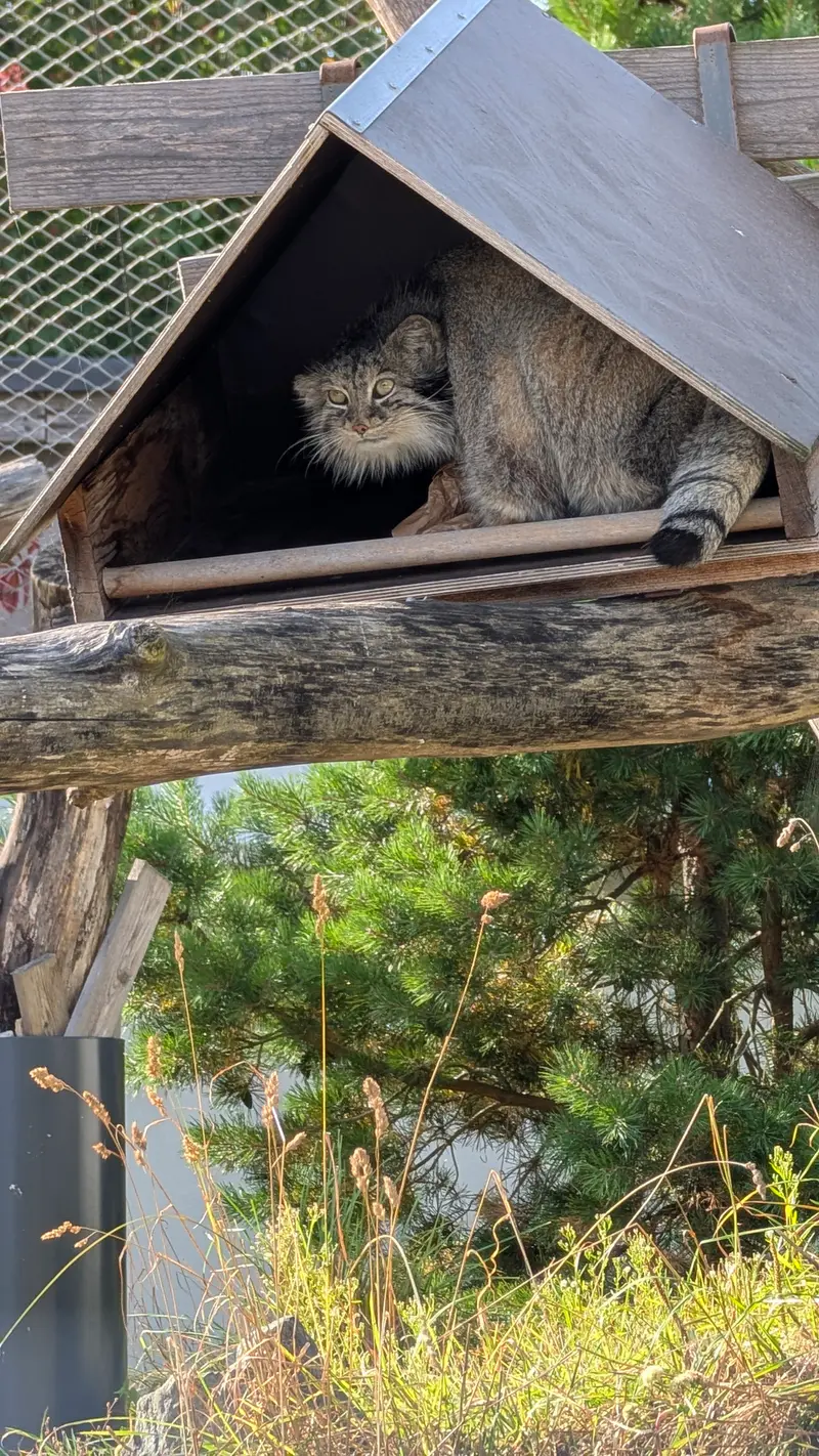 コルケアサーリ動物園のマヌルネコの写真