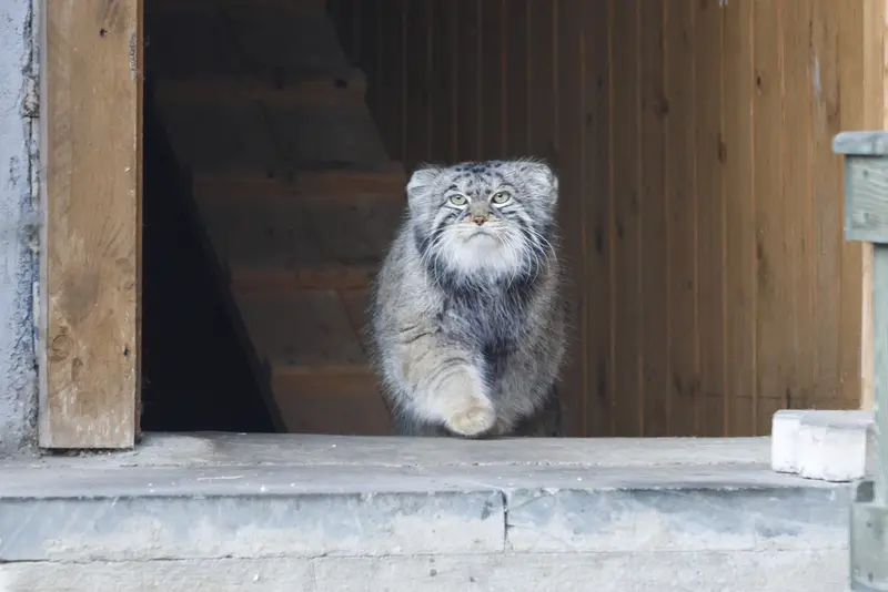 モスクワ動物園のティモフェイの写真