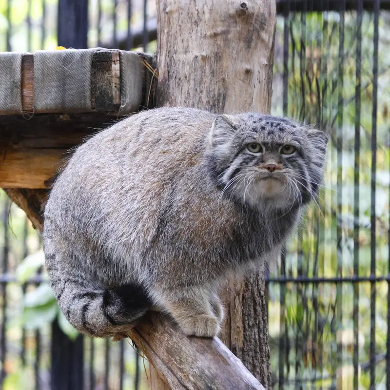 ノヴォシビルスク動物園のシルヴェスターの写真
