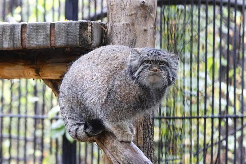 ノヴォシビルスク動物園のシルヴェスターの写真