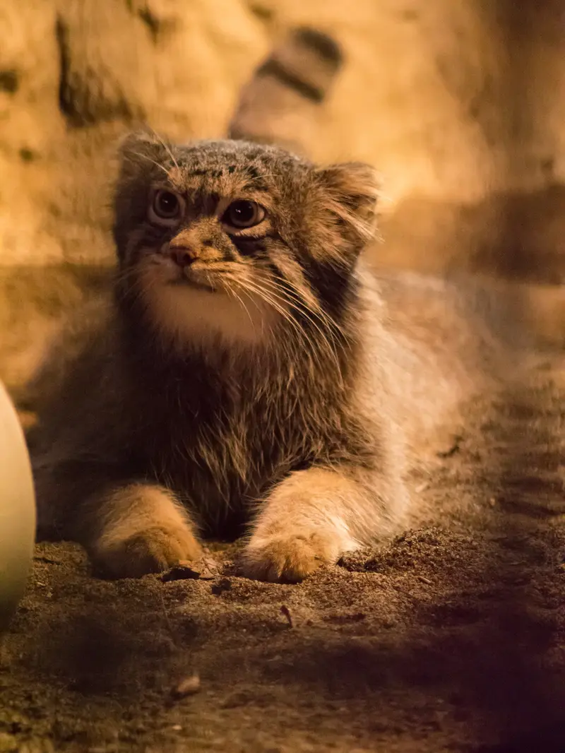 野毛山動物園のフィーガの写真