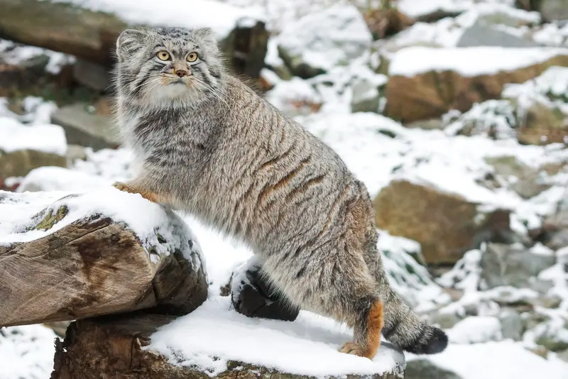 ヴロツワフ動物園のクビの写真