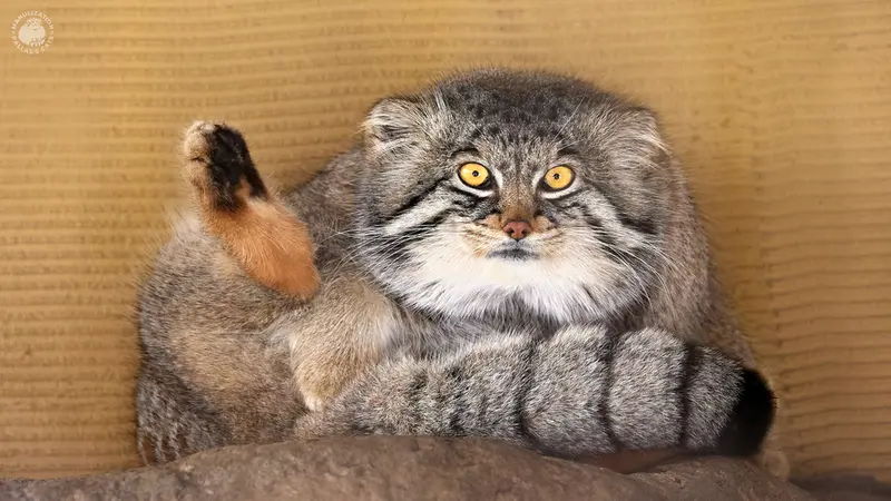 旭山動物園のグルーシャの写真
