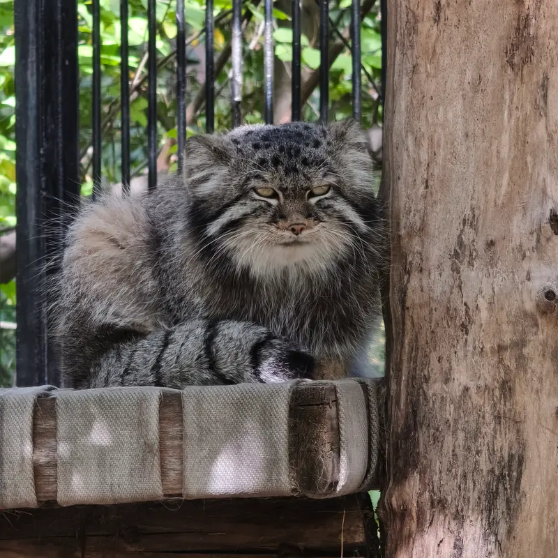 ノヴォシビルスク動物園のシルヴェスターの写真
