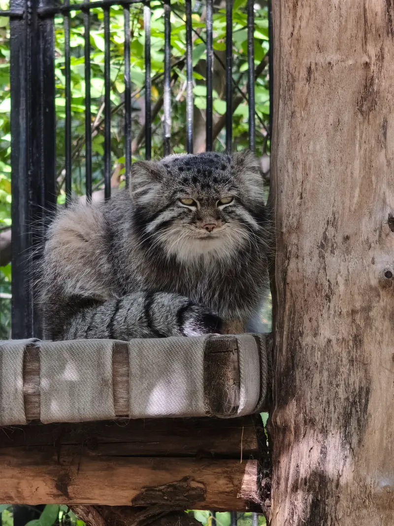 ノヴォシビルスク動物園のシルヴェスターの写真