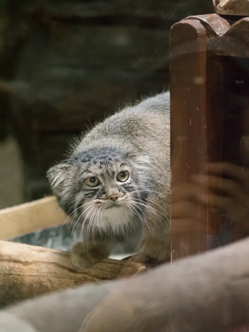 恩賜上野動物園のサフランの写真