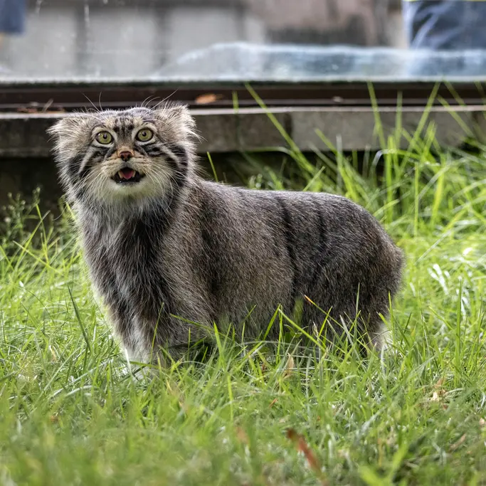 モスクワ動物園のティモフェイの写真