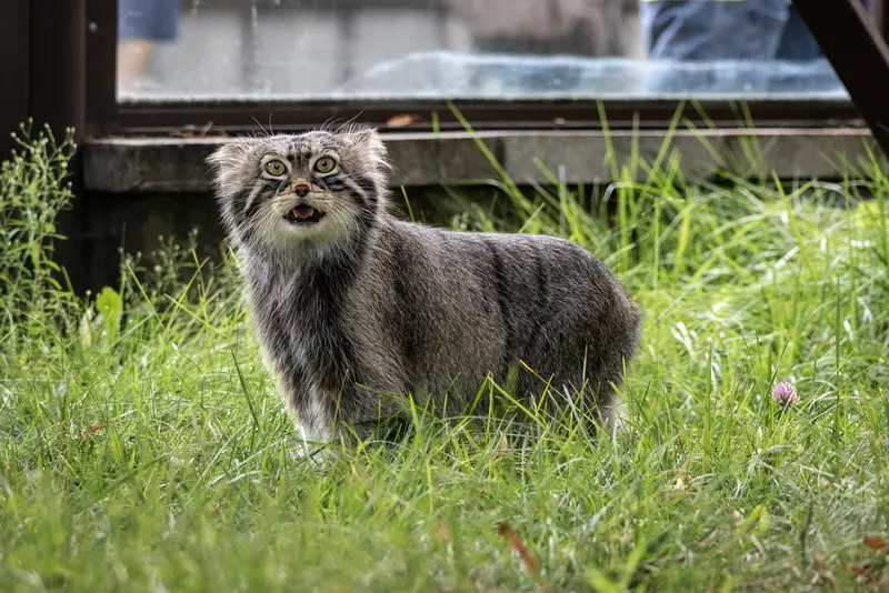 モスクワ動物園のティモフェイの写真