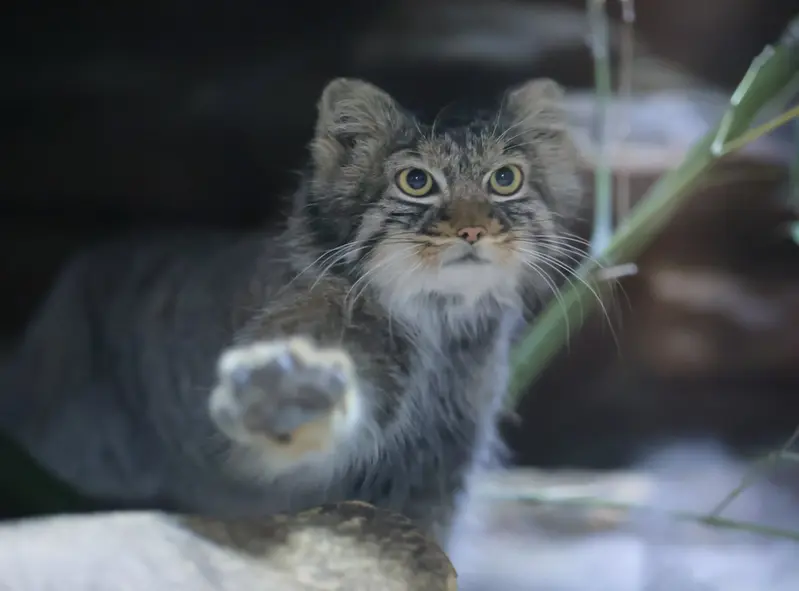恩賜上野動物園のサフランの写真