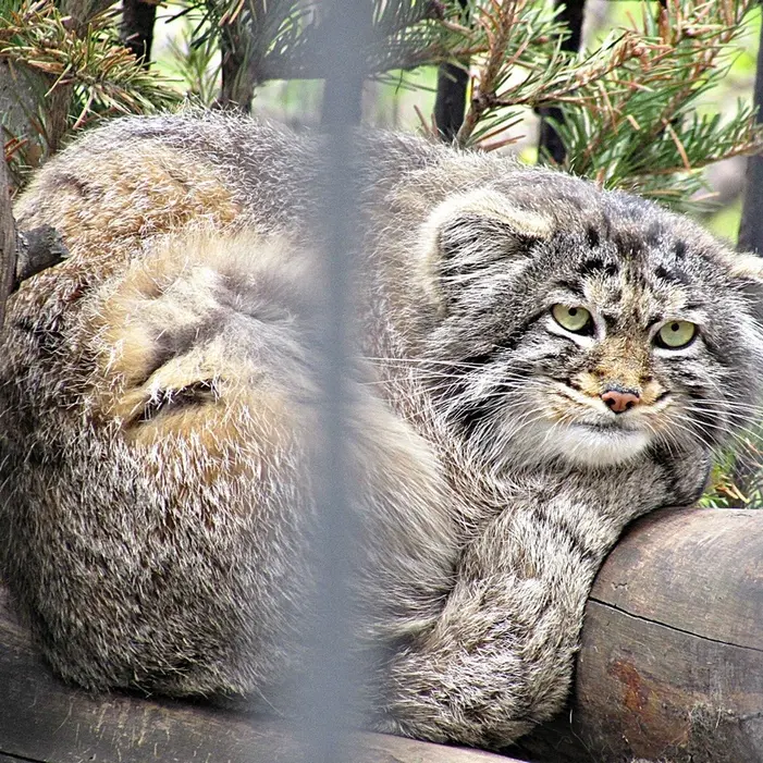 ノヴォシビルスク動物園のマヌルネコの写真