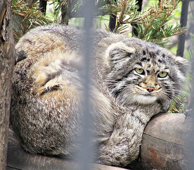 ノヴォシビルスク動物園のマヌルネコの写真