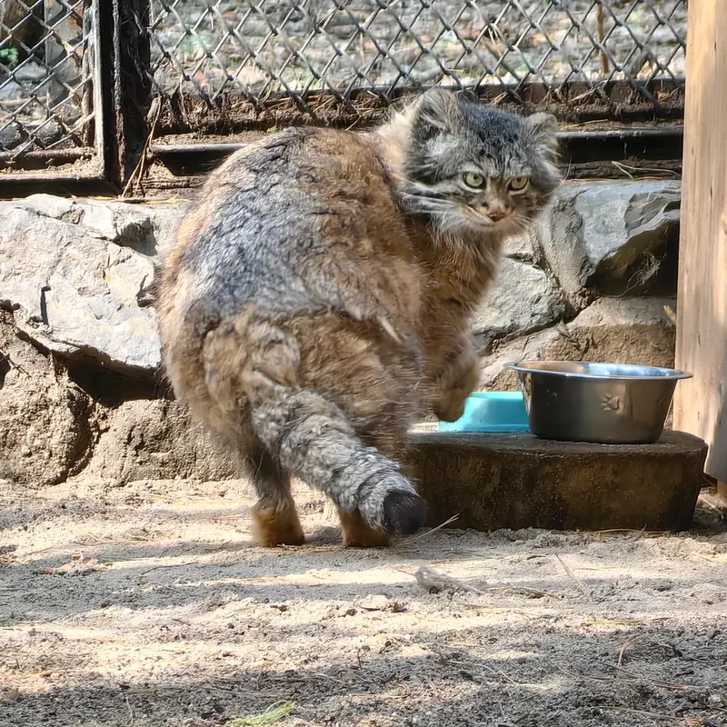 ノヴォシビルスク動物園のアデルの写真
