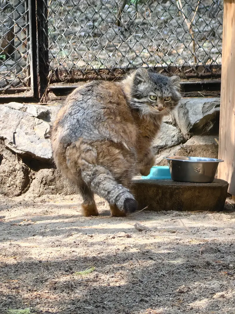 ノヴォシビルスク動物園のアデルの写真