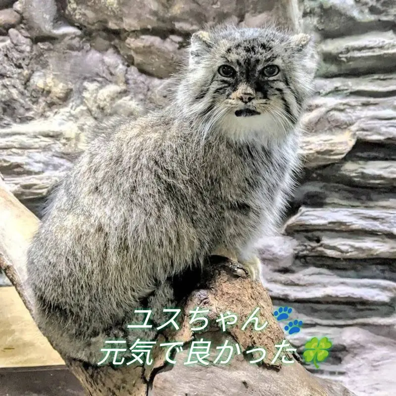 恩賜上野動物園のユスの写真
