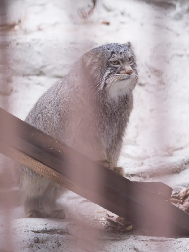 野毛山動物園のフィーガの写真