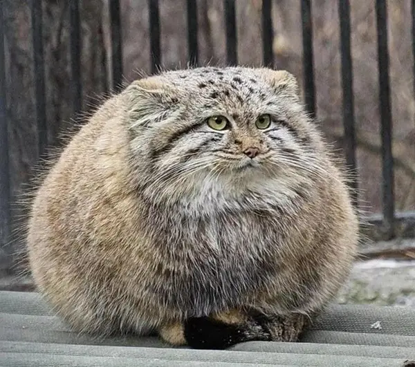 マヌルネコの写真