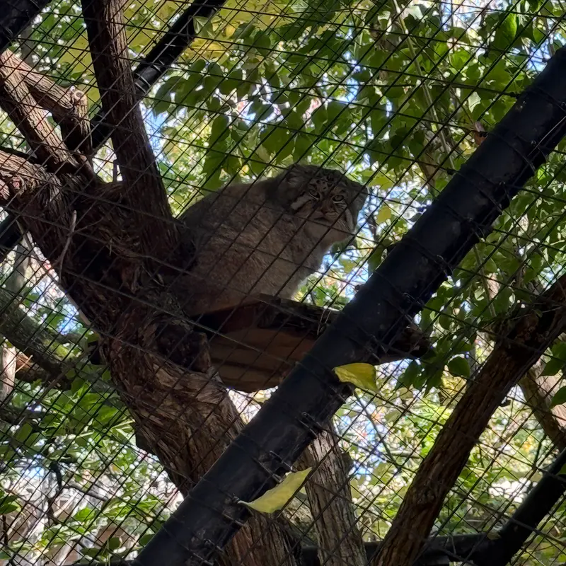 シンシナティ動物園のムーシューの写真