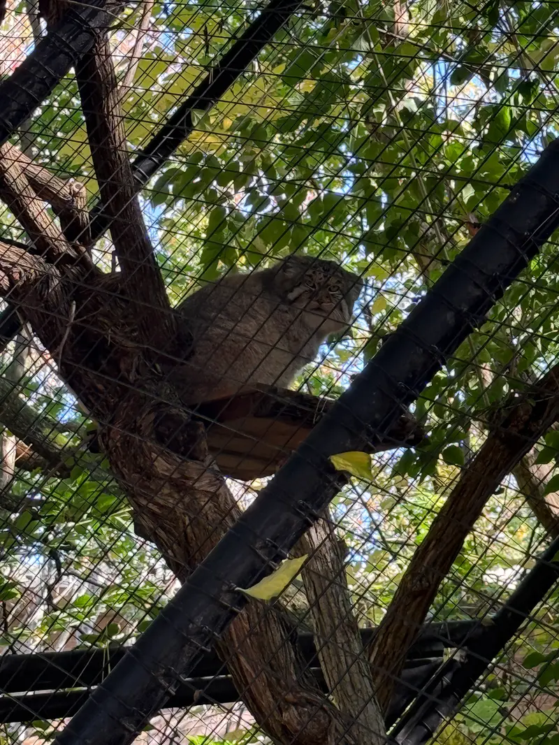 シンシナティ動物園のムーシューの写真