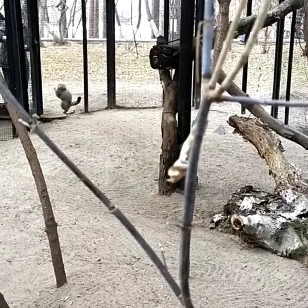 ノヴォシビルスク動物園のマヌルネコの写真