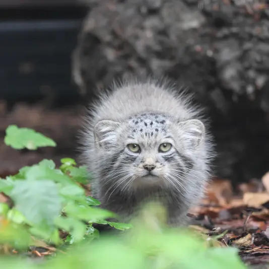 グダニスク動物園のサヤンの写真