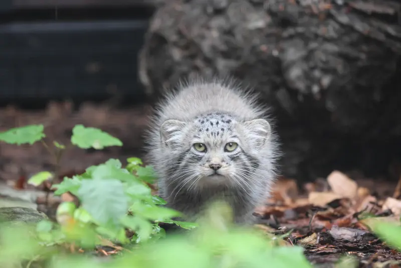 グダニスク動物園のサヤンの写真