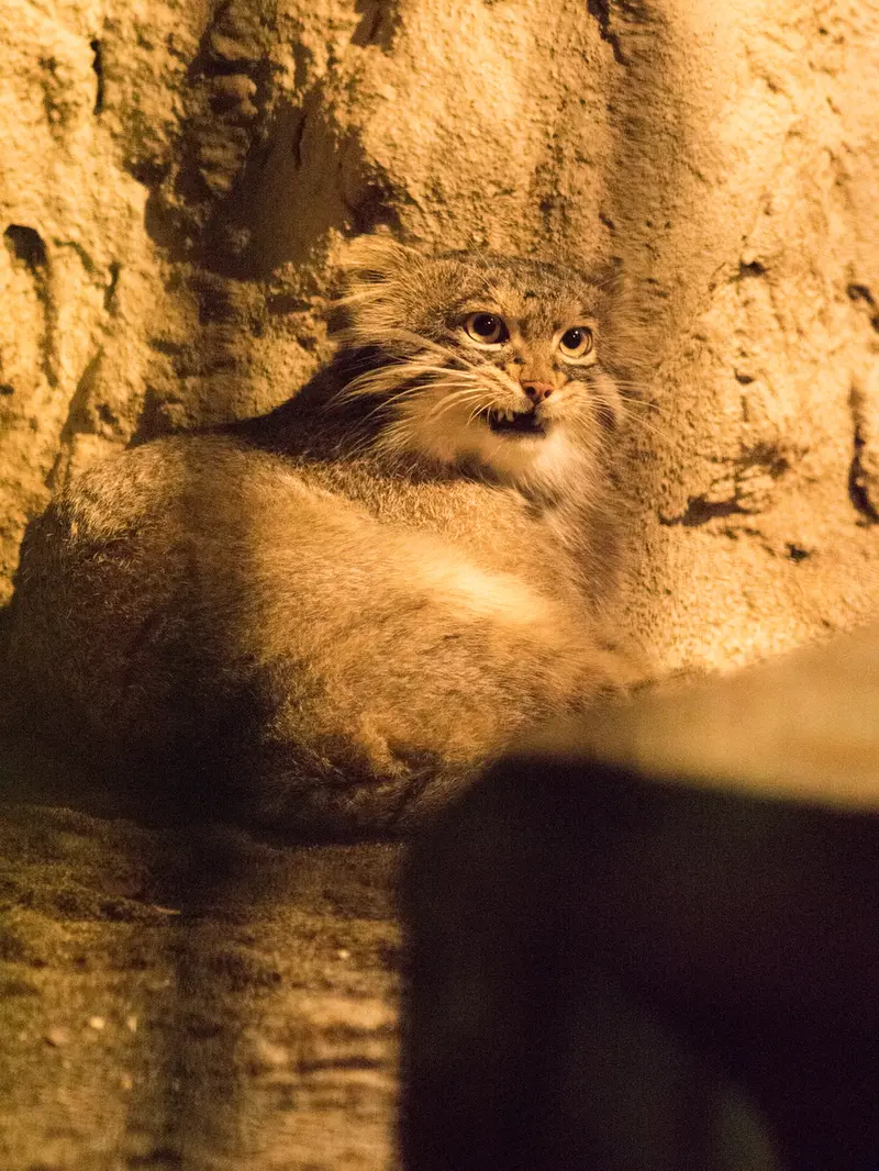 野毛山動物園のフィーガの写真