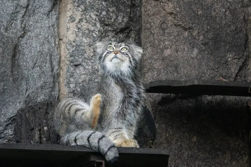 モスクワ動物園のティモフェイの写真