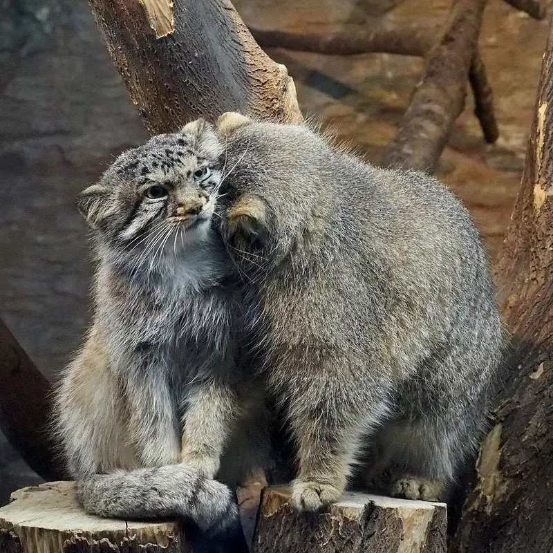 マヌルネコの写真