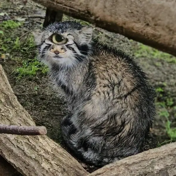 マヌルネコの写真