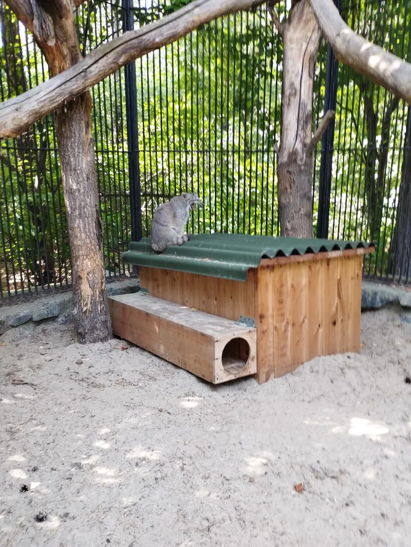 ノヴォシビルスク動物園のマヌルネコの写真