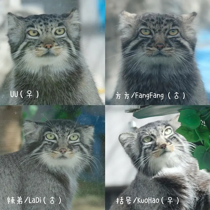 曲水動物園のマヌルネコの写真