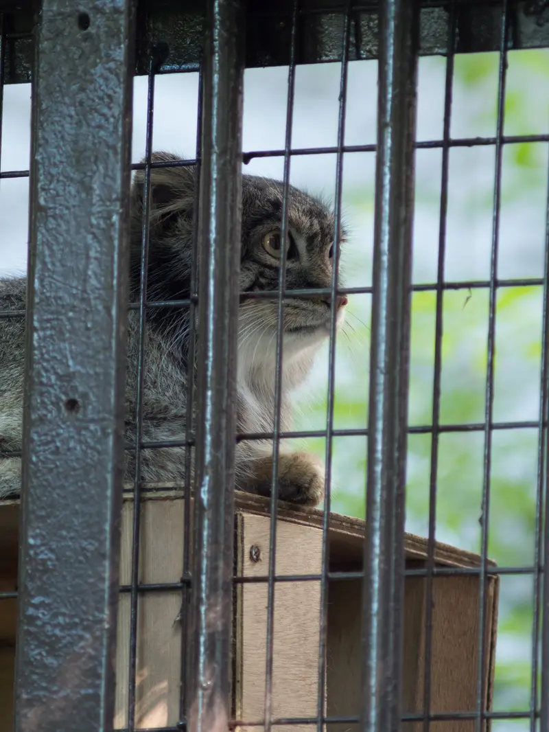 野毛山動物園のフィーガの写真