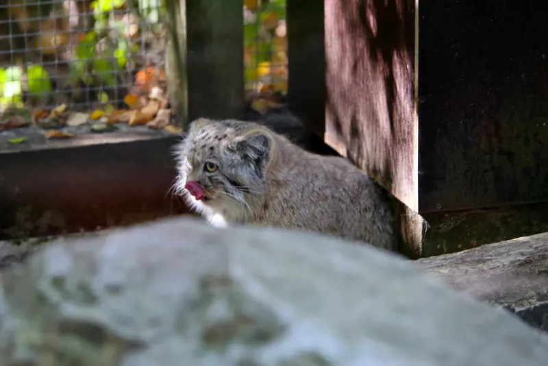 コシツェ動物園のアラニの子（2026年生まれ）Ⅰの写真