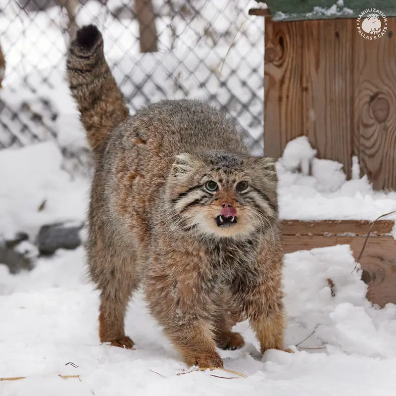 ノヴォシビルスク動物園のゼレノゴルスクの写真