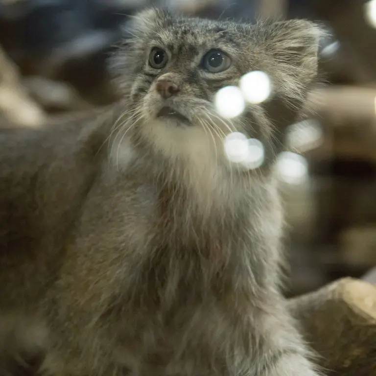 恩賜上野動物園のクリョンの写真