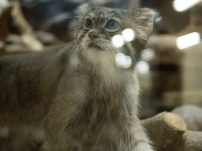 恩賜上野動物園のクリョンの写真