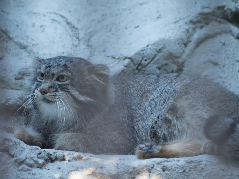 野毛山動物園のフィーガの写真
