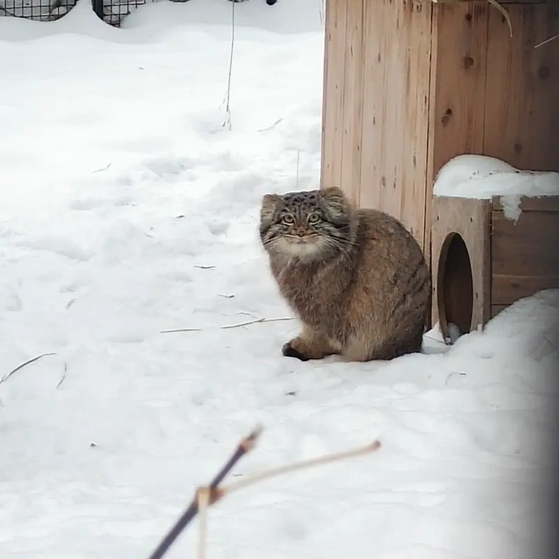 ノヴォシビルスク動物園のカトゥンの写真