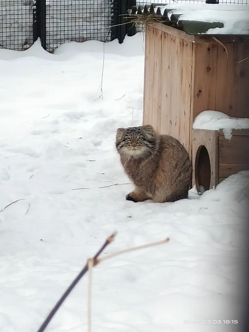 ノヴォシビルスク動物園のカトゥンの写真