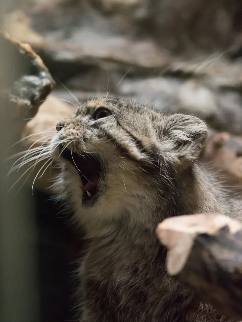恩賜上野動物園のプリームラの写真