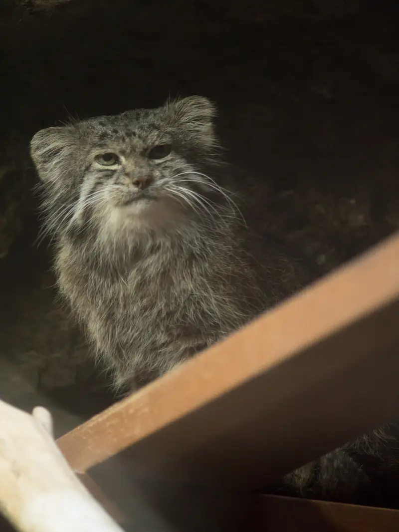 恩賜上野動物園のクリョンの写真