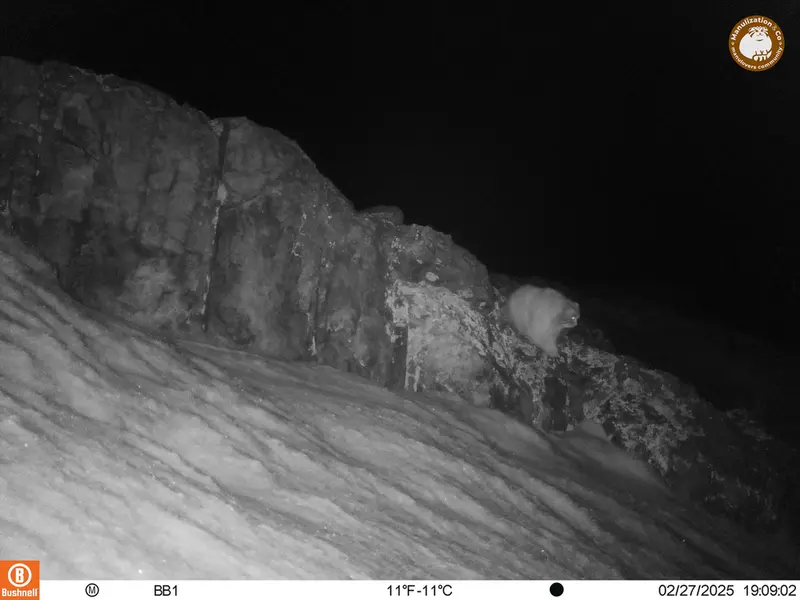 アクタス＝クンコラ［新］カメラトラップで撮影したOtocolobus manul manulの写真