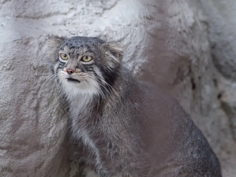 野毛山動物園のフィーガの写真