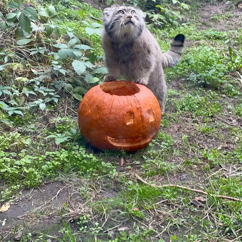 ブダペスト動物園＆植物園のボフスの写真
