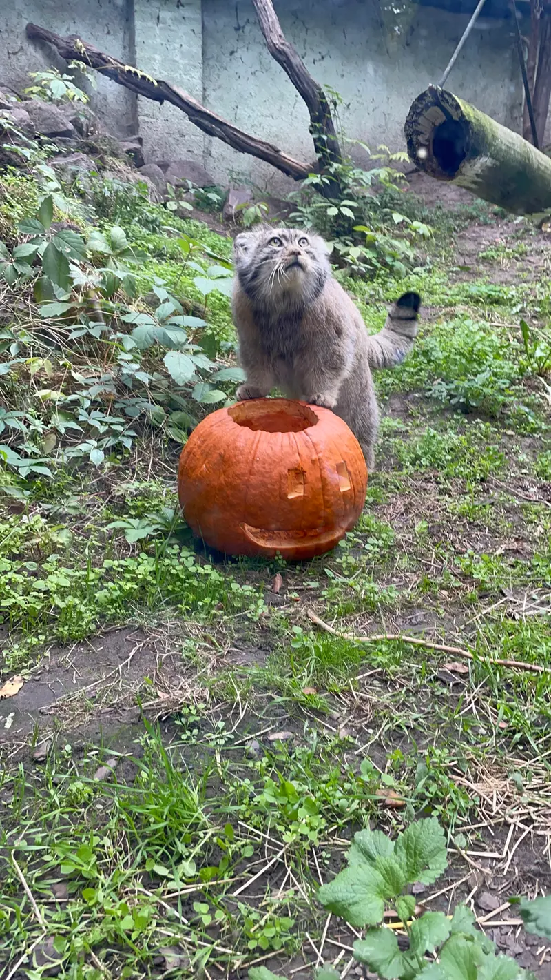ブダペスト動物園＆植物園のボフスの写真