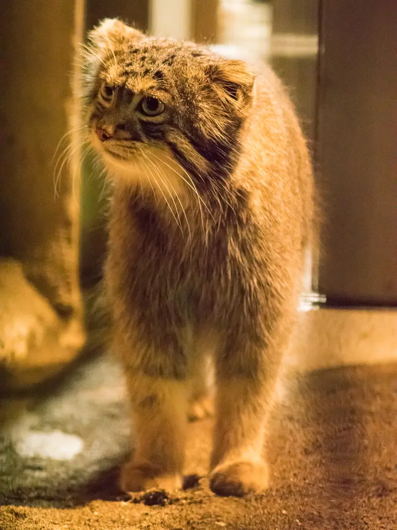 野毛山動物園のフィーガの写真
